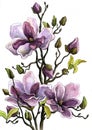 Drawing Branch of a Blossoming Magnolia. Paper, water color, helium handle