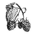 Drawing branch of ripe raspberries illustration