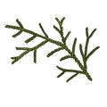 drawing branch of white cedar isolated at white background