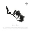 Drawing of branches of old pine tree. Black silhouette on a whit Royalty Free Stock Photo