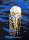 Drawing of bright fabulous jellyfish, dangerous electric stingray Royalty Free Stock Photo