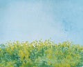 Drawing of bright yellow flowers dandelion, blue sky Royalty Free Stock Photo