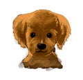 Drawing Brown Puppy dog portrait painting on white background