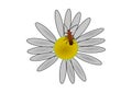 Drawing of Bug on a flower with a white background Royalty Free Stock Photo