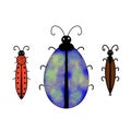 Drawing of the bugs colourful illustration