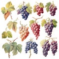 Drawing of Bunches of grapes on a white background. generative ai