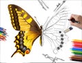 Drawing butterfly Royalty Free Stock Photo