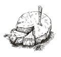 Drawing of Camembert cheese and Basil sprigs