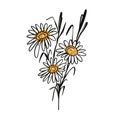 Drawing camomile flower colorful in cartoon style vector illustration.