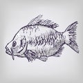 Drawing of a carp Royalty Free Stock Photo
