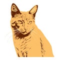 a drawing of a cat looking at the camera with a sad look on its face and a white background with a yellow background and a black Royalty Free Stock Photo