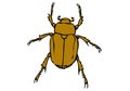 Drawing of chafer bug with white background