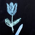 Drawing on a chalkboard: beautiful tulip flower, copy space