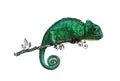 Drawing of a chameleon bright green