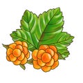 drawing cloudberry at white background