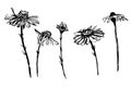 Drawing collection of daisy flowers set sketch illustration