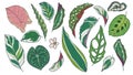 Vector art drawing collection of different popular exotic houseplant leaves like Begonia, Calathea, Pothos, Marante, Anthurium, Mo