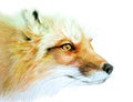 Drawing color portrait of a fox. Wild foxy on white background.