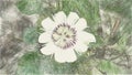 Drawing color of White Passiflora foetida flower in nature garden