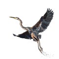 Drawing and coloring of flying Purple heron bird on white background