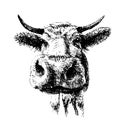 Drawing of cow in black and write, graphic Royalty Free Stock Photo