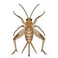 Drawing of the cricket illustration