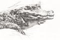 Drawing of crocodile - hand sketch of reptile, art illustration for design Royalty Free Stock Photo