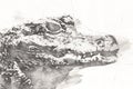 Drawing of crocodile - hand sketch of reptile, art illustration for design Royalty Free Stock Photo