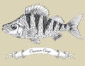 Drawing of crucian with vignette Royalty Free Stock Photo