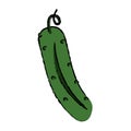 Drawing cucumber nutrition vegetable icon