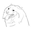 Drawing of cute spritz dog on white background Royalty Free Stock Photo