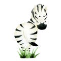 watercolor drawing. cute zebra character. isolated on white background animal zebra. drawing for children forest animals, zoo Royalty Free Stock Photo