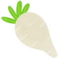 Drawing of daikon radish isolated on white background