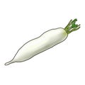 drawing daikon at white background