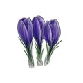 drawing dark violet flowers of crocus