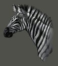 Drawing detailed. Zebra head isolated on gray background