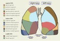 Drawing diagram part of the human lung