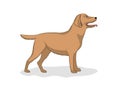 Drawing of a dog of breed Labrador, vector illustration.