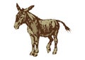 Drawing of Donkey with white background Royalty Free Stock Photo