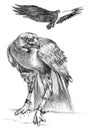 Drawing of Eagles Royalty Free Stock Photo