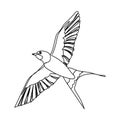 Drawing elements of flying birds on white background .Vector Royalty Free Stock Photo