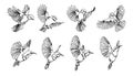 Drawing elements of flying birds on white background .Vector. Royalty Free Stock Photo