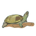 Drawing European marsh turtle Emys orbicularis vector illustration