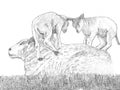 A drawing of a ewe with her lambs climbing her back