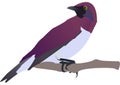 Drawing of Exotical Bird with white background Royalty Free Stock Photo