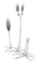 Drawing of a extinct Carboniferous tree-like plants Sigillaria