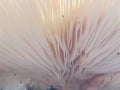 Close up of wavy white vertical gills of mushroom