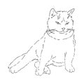 A drawing of a fat, fluffy, imposing cat sitting facing us, leaning on its front paw. Black and white linear isolated