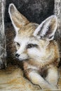 Drawing fennec fox Royalty Free Stock Photo