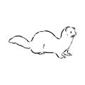 Drawing of ferret, vector illustration isolated on white. mink animal, vector sketch illustration